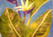 Bird of paradise