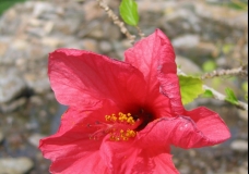 Flower.
