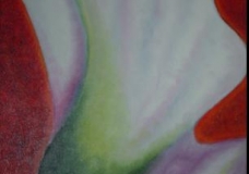 Tulipa Gelo