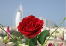Rose.