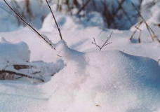 Снежная улитка