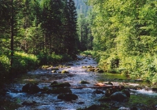 Течет река, бежит река