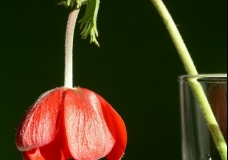 Red Anemone