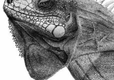 Iquania Portrait