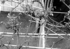 Grape Vine Wallpapering the Peripheral