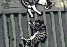 CATS ON THE ROOF
