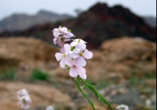 Flower.