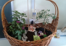 My personal garden