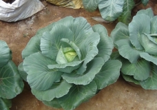 Vegetable garden