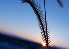 Blue Grama Grass at Sunset