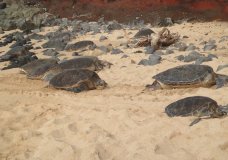 Hawaiian Sea Turtles