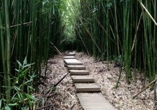 Hawaiian Bamboo Forest