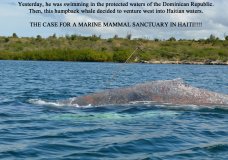 Haiti needs a marine mammal sanctuary