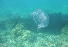 Haiti's Moon Jellyfish