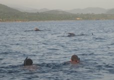 Swimming with the Dolphins