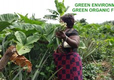 More Green Forest More Organic Foods
