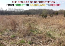 Evidence of Deforestation