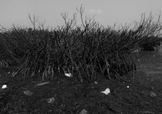 Death of a Mangrove