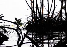 Mangrove Death and Rebirth