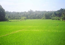 Emerald Green Fields in Embekke