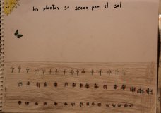 Plant are dying