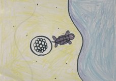 This is how leatherback sea turtles’ home should look like.