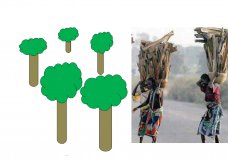 Save our trees, stop deforestation