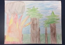 Forest Fires