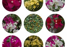 Circles of Life