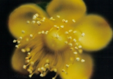 Yellow Flower