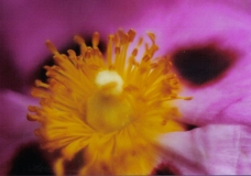 Pink flower