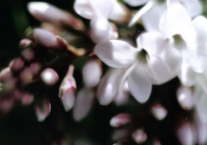 white flowers