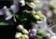 multi flowers