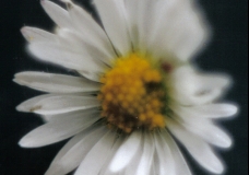 Daisy