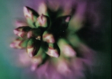 Purple Flower
