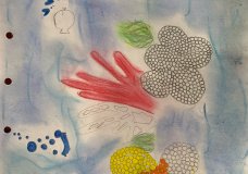Coral reef
