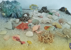 Teach to protect the oceans