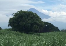 Colima