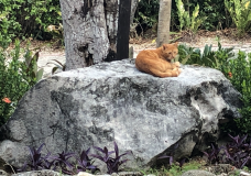 Wild Lion