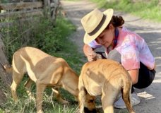 Pets & Quarantine