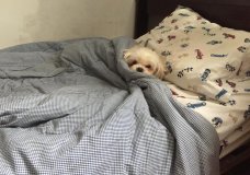 Buenos Dias Toto