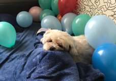 Celebrating Toto
