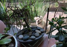 Toto in the Wild