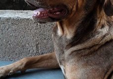 Bolo