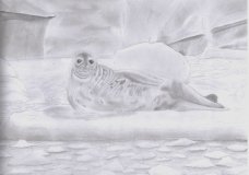 Weddell Seal