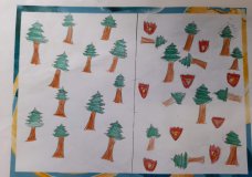 Forest Fire