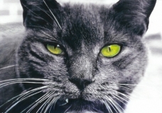 Cat Eyes