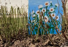 If art can save the world, I want to paint the daisies, not the drought!