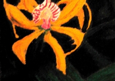 Orchid