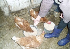 Накормим кур